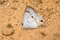 Orchid Tit Hypolycaena othona othona