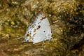 Orchid Tit Hypolycaena othona othona