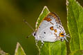 Orchid Tit Hypolycaena othona othona