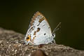 Orchid Tit Hypolycaena othona othona