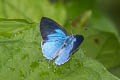 Orchid Tit Hypolycaena othona othona