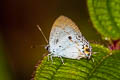 Orchid Tit Hypolycaena othona semanga