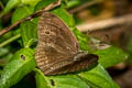 Painted Bushbrown Mycalesis sangaica tunicula (Many-tufted Bushbrown)