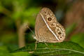 Painted Bushbrown Mycalesis sangaica tunicula (Many-tufted Bushbrown)