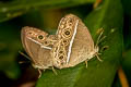 Painted Bushbrown Mycalesis sangaica tunicula (Many-tufted Bushbrown)