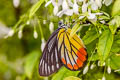 Painted Jezebel Delias hyparete indica