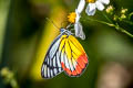 Painted Jezebel Delias hyparete indica