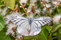 Painted Jezebel Delias hyparete indica