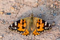 Painted Lady Vanessa cardui