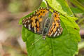 Painted Lady Vanessa cardui