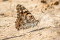 Painted Lady Vanessa cardui