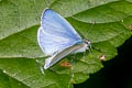 Pale Hedge Blue Udara dilecta dilecta