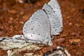 Pale Hedge Blue Udara dilecta dilecta