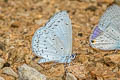 Pale Hedge Blue Udara dilecta dilecta