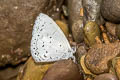 Pale Hedge Blue Udara dilecta dilecta