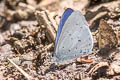 Pale Hedge Blue Udara dilecta dilecta