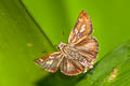 Pale-marked Ace Halpe hauxwelli