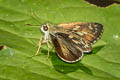 Pale-marked Ace Halpe hauxwelli