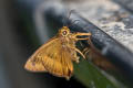 Pale-tailed Awl Hasora myra funebris