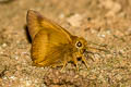 Pale-tailed Awl Hasora myra funebris