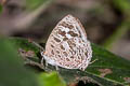 Pale Bushblue Arhopala aberrans 