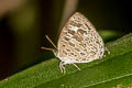 Pale Bushblue Arhopala aberrans 