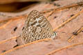 Pale Bushblue Arhopala aberrans 