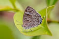 Pale Bushblue Arhopala aberrans 