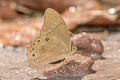 Pale Forester Lethe latiaris perimele