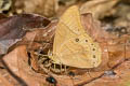 Pale Forester Lethe latiaris perimele