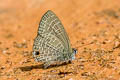 Pale Fourline Blue Nacaduba hermus nabo