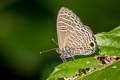 Pale Fourline Blue Nacaduba hermus swatipa