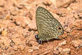 Pale Fourline Blue Nacaduba hermus nabo