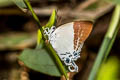 Pale Grand Imperial Neocheritra fabronia fabronia