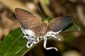 Pale Grand Imperial Neocheritra fabronia fabronia