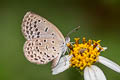 Pale Grass Blue Zizeeria maha maha