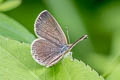 Pale Grass Blue Zizeeria maha maha