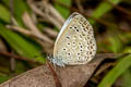 Pale Grass Blue Zizeeria maha maha