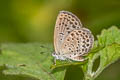 Pale Grass Blue Zizeeria maha maha