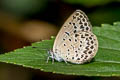 Pale Grass Blue Zizeeria maha maha