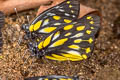 Pale Jezebel Delias sanaca perspicua