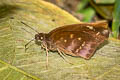 Pale Spotted Coon Psolos fuligo subfasciatus (Indian Dusky Partwing)