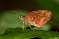 Pale Spotted Coon Psolos fuligo subfasciatus (Indian Dusky Partwing)