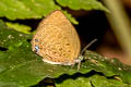 Pale Yellow Oakblue Arhopala moolaiana maya (Pale Arched Oakblue)