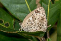 Pallid Oakblue Arhopala alesia sacharja (Pale Pallid Oakblue)