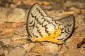 Pallid Faun Melanocyma faunula kimurai