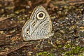 Pallid Fivering Ypthima savara