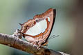 Pallid Nawab Polyura aija arja