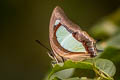 Pallid Nawab Polyura aija arja