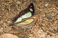 Pallid Nawab Polyura aija arja